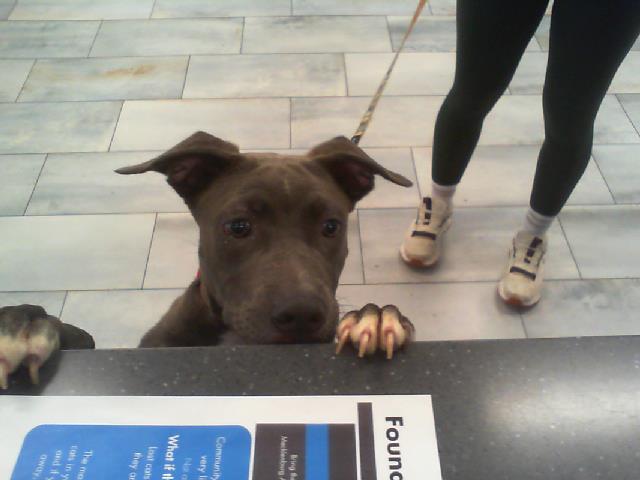 Adoptable Dog