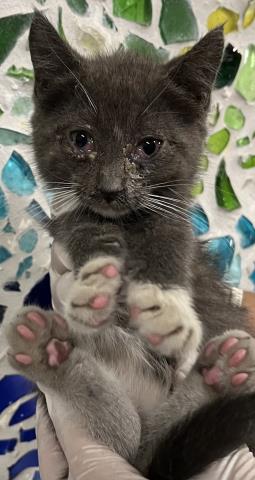 Reginald Whiskerton