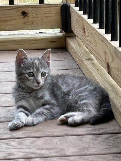 Gray