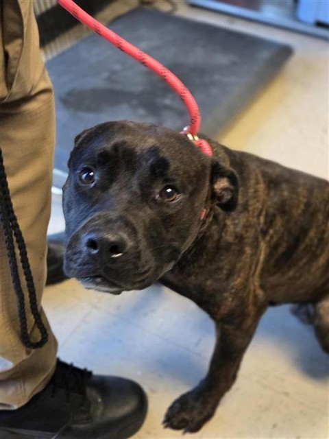 Adoptable Dog