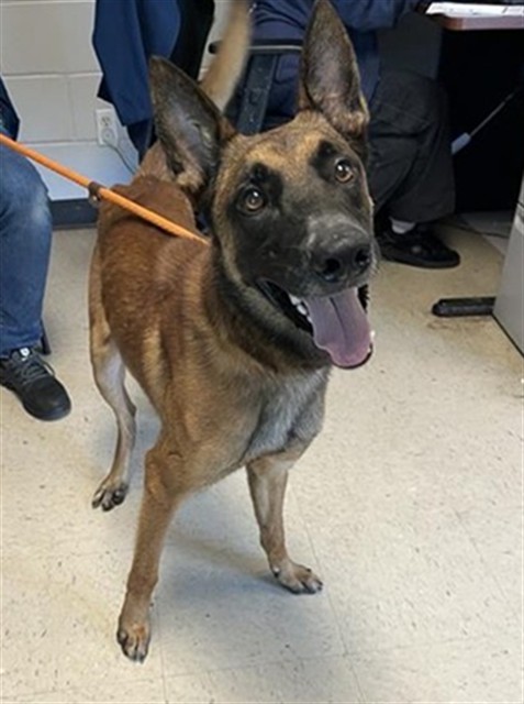 Adoptable Dog
