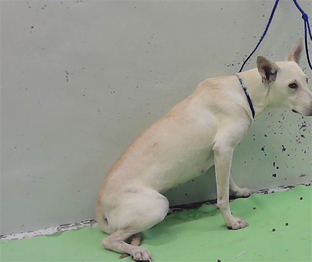 Adoptable Dog