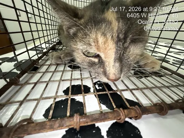 Adoptable Cat