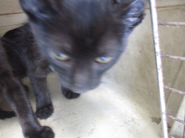 Adoptable Cat