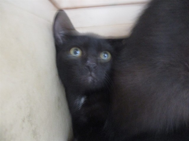Adoptable Cat