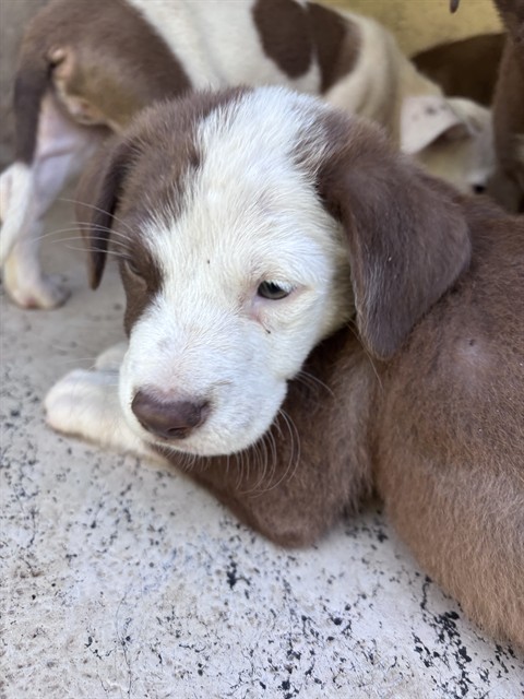 Adoptable Dog