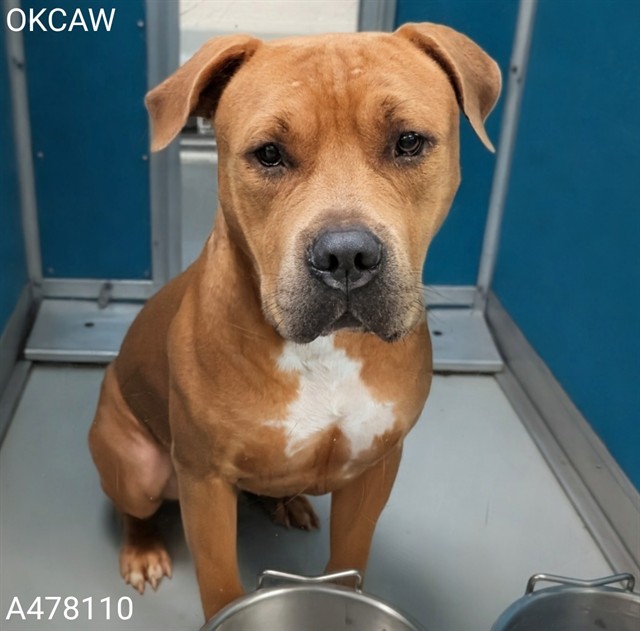 Adoptable Dog