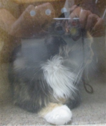 Adoptable Cat