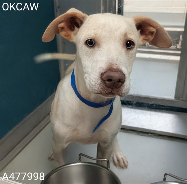 Adoptable Dog