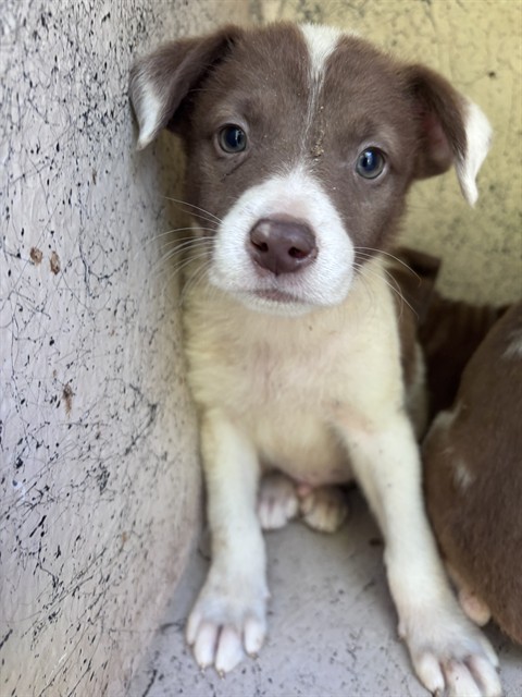 Adoptable Dog