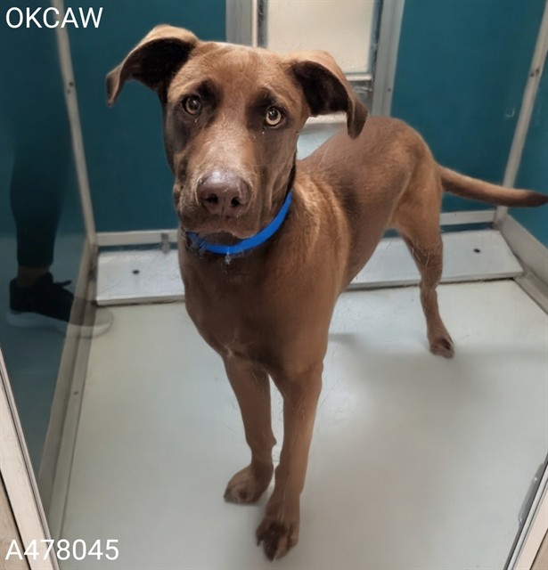 Adoptable Dog