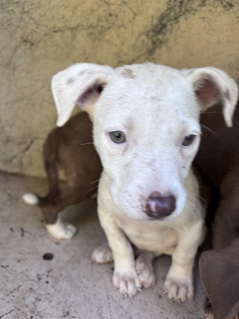 Adoptable Dog