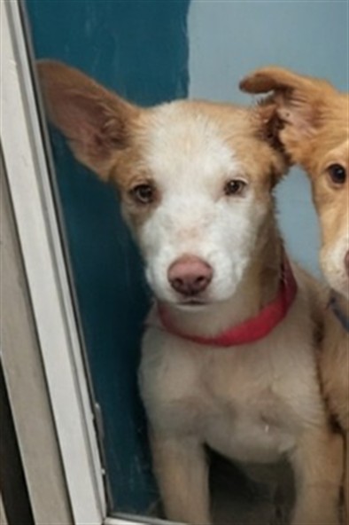 Adoptable Dog