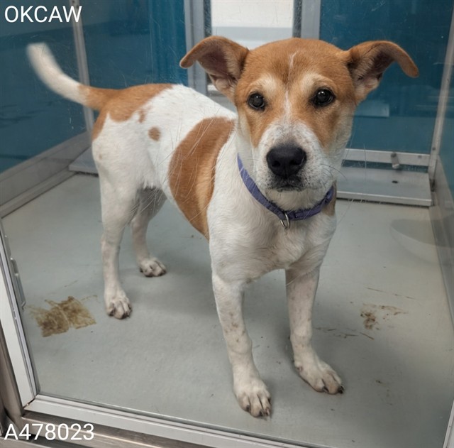 Adoptable Dog