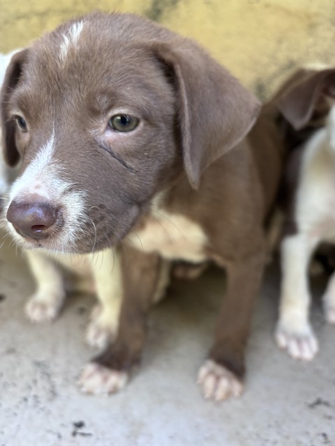 Adoptable Dog