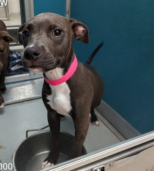 Adoptable Dog