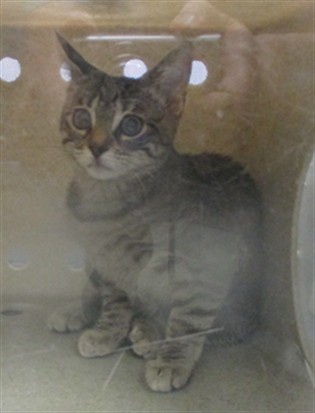 Adoptable Cat