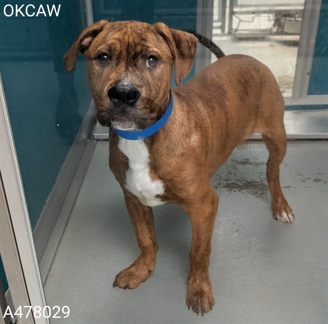Adoptable Dog