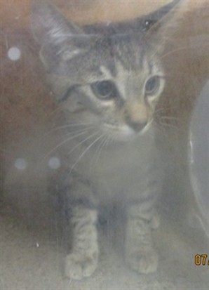 Adoptable Cat