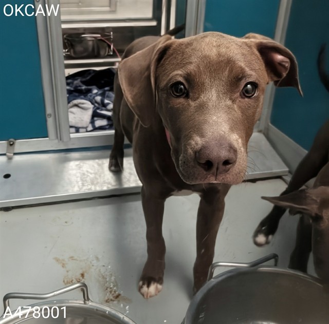Adoptable Dog