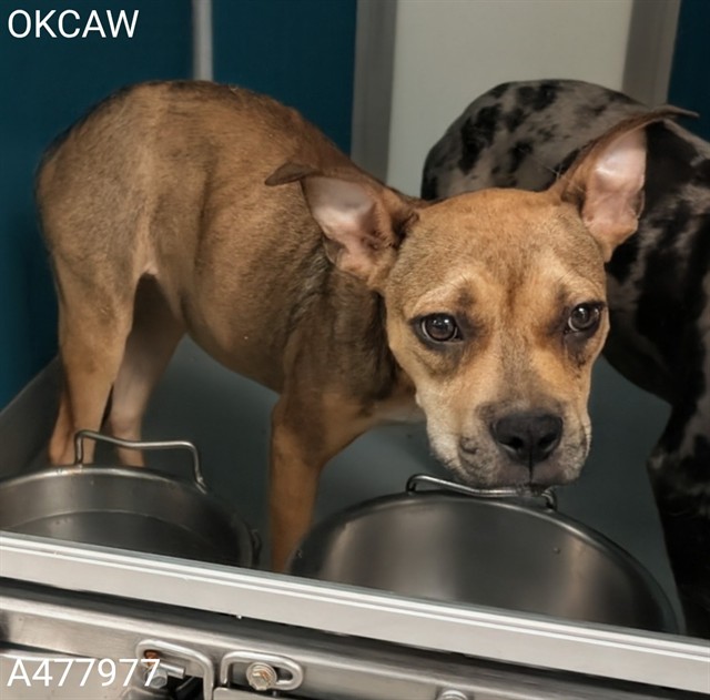 Adoptable Dog