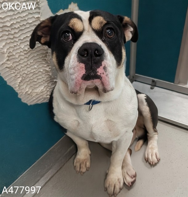 Adoptable Dog