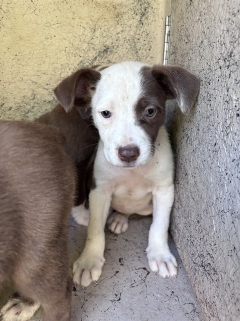 Adoptable Dog