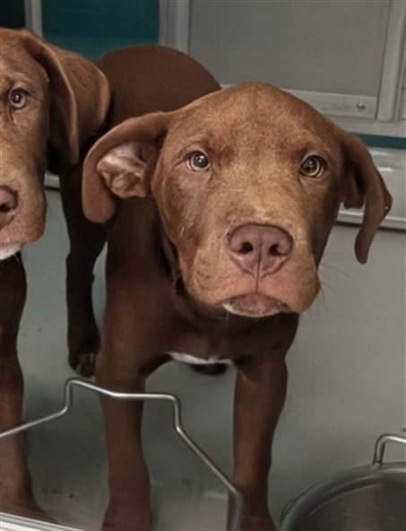 Adoptable Dog