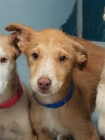 Adoptable Dog