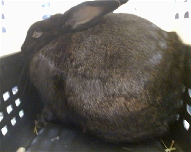 Adoptable Other
