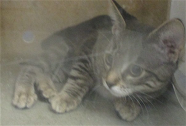 Adoptable Cat