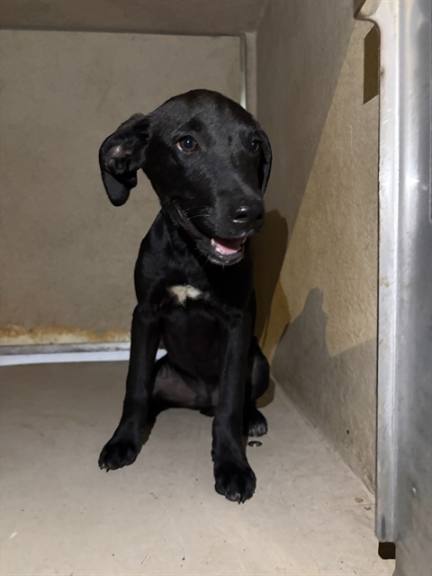 Adoptable Dog