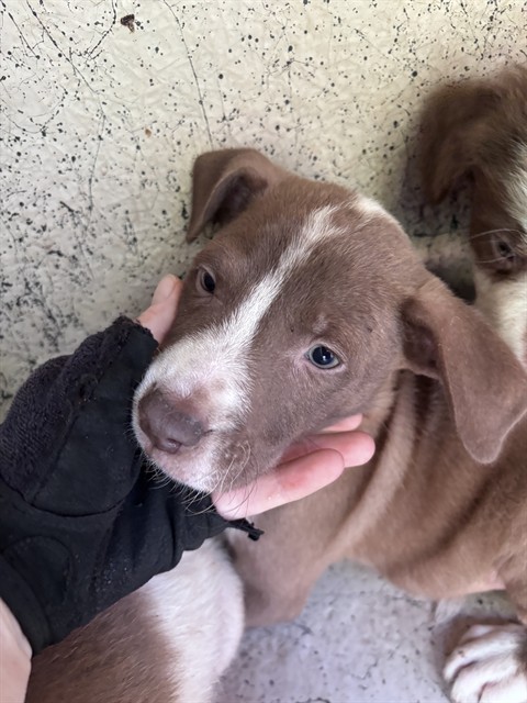Adoptable Dog