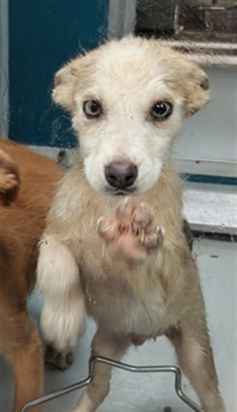 Adoptable Dog