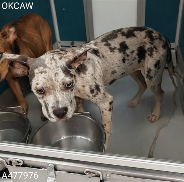 Adoptable Dog
