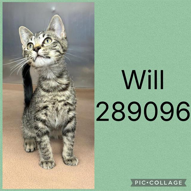Will