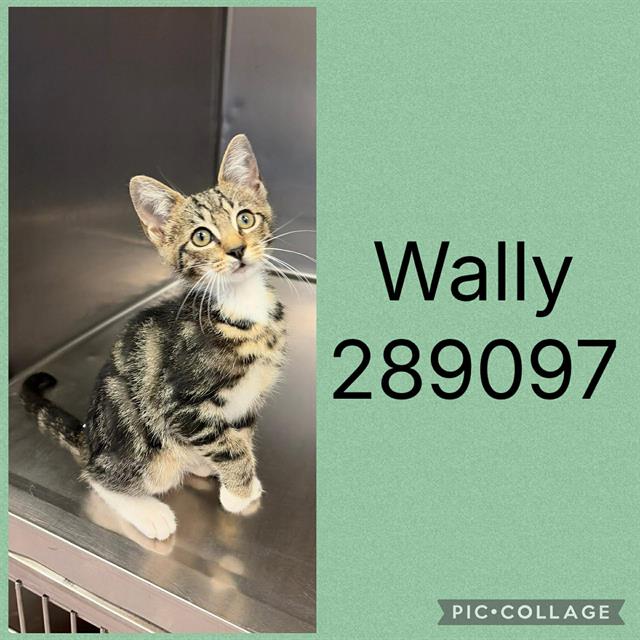 Wally
