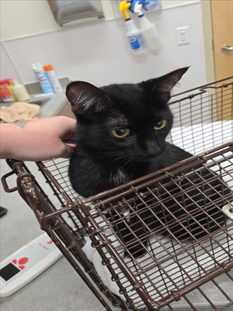 Lulu