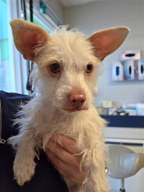 Adoptable Dog