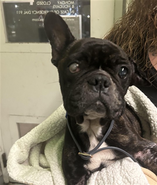 Adoptable Dog