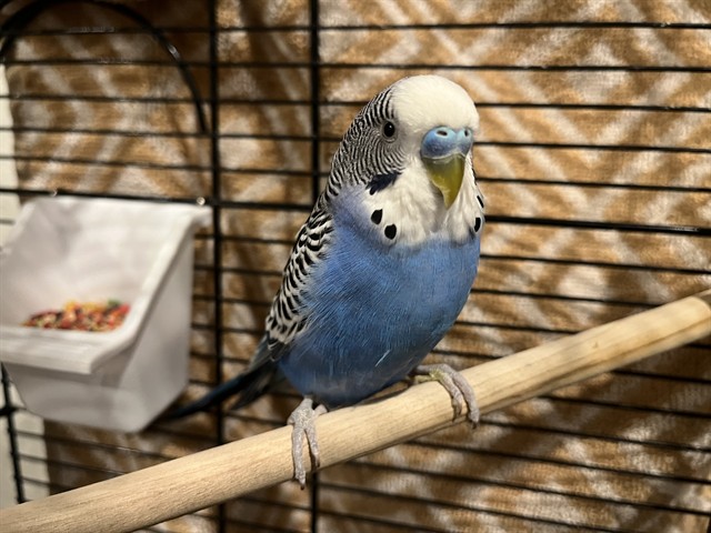 Bluey
