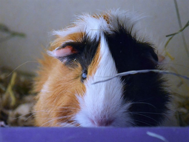 Chewy