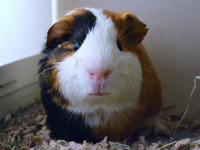 Nugget