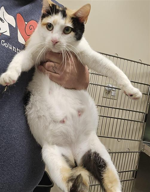 Polenta
