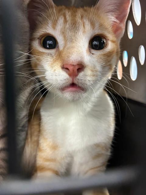 Adoptable Cat