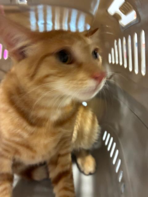 Adoptable Cat
