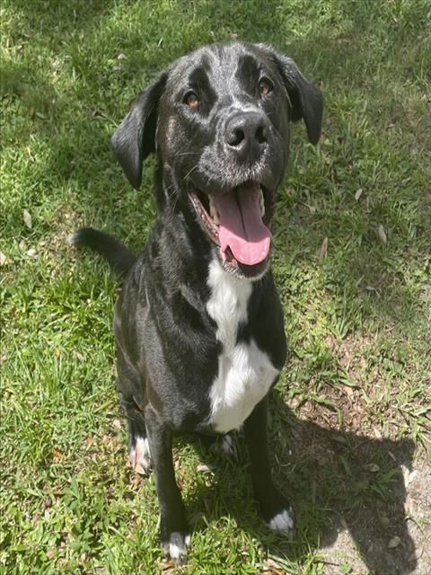 Nandor