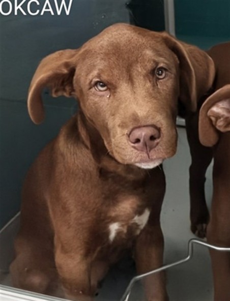 Adoptable Dog