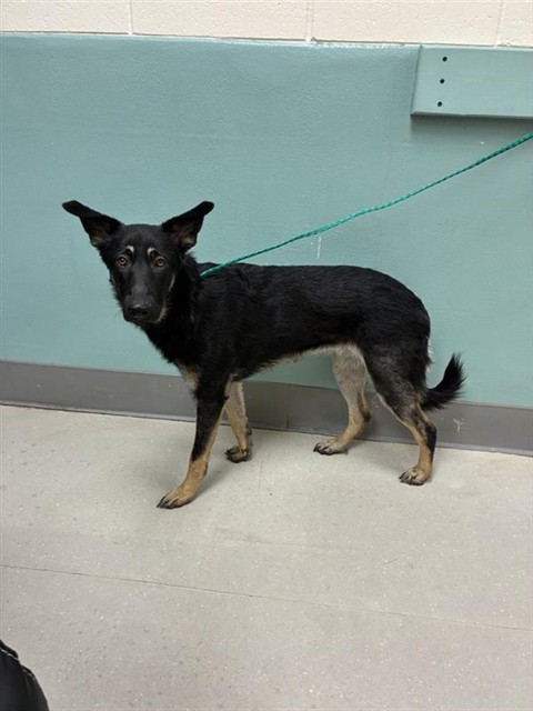 Adoptable Dog