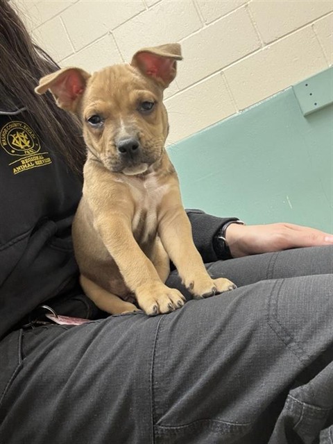 Adoptable Dog